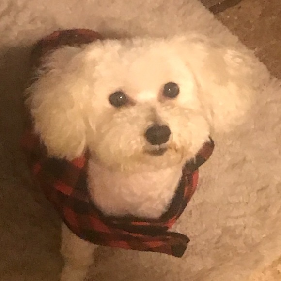 Meet your Posher, Damares - Picture 1 of 1